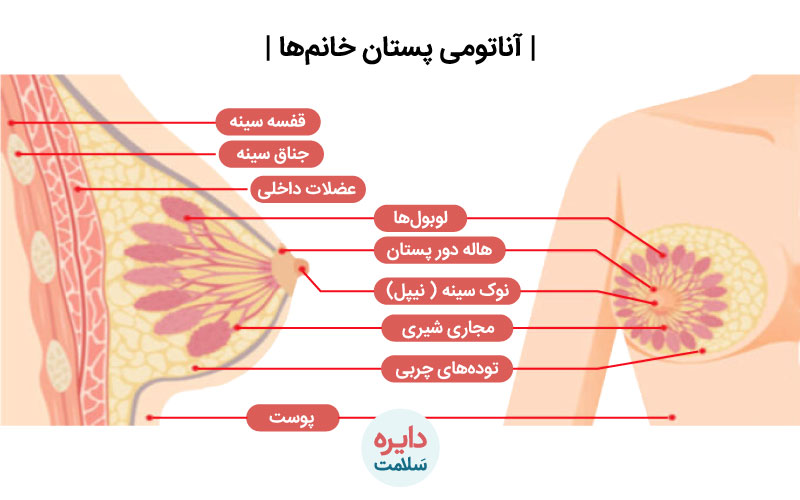 آناتومی سینه